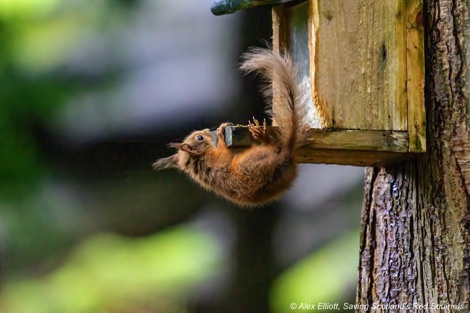 Red squirrel kit learning how to use a feeder
